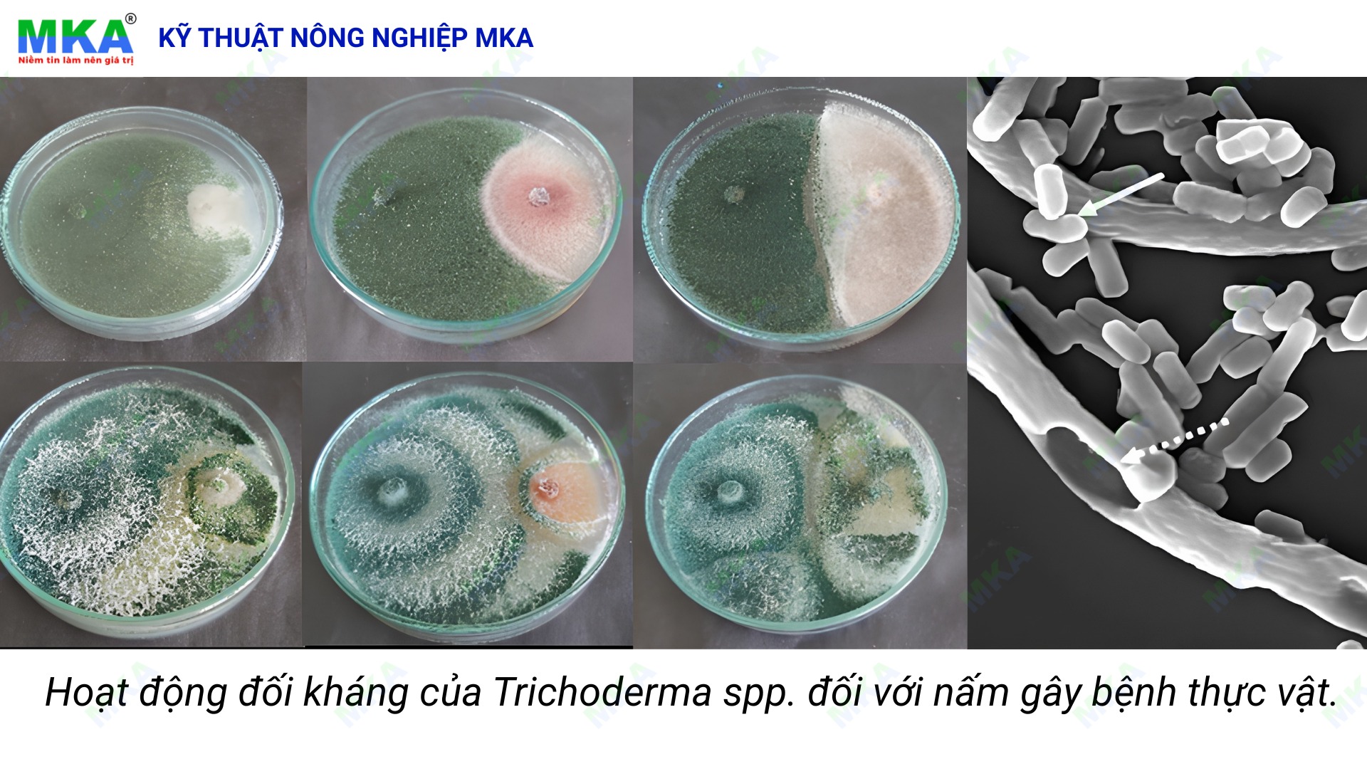 Tác dụng đối kháng và làm giảm mật số nấm bệnh của trichoderma